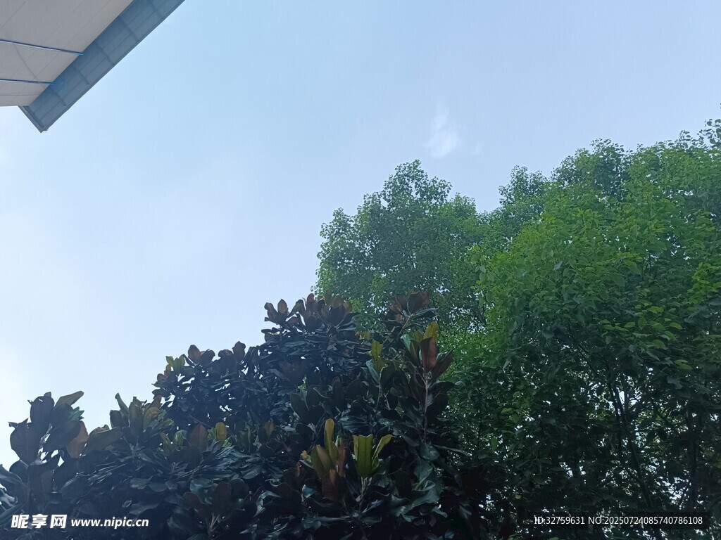 树梢上的蓝天与绿植