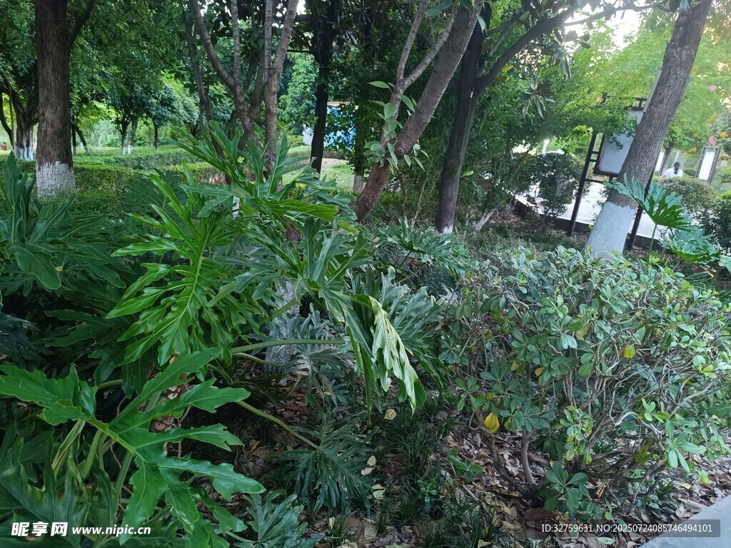 绿意盎然的林下植物景观