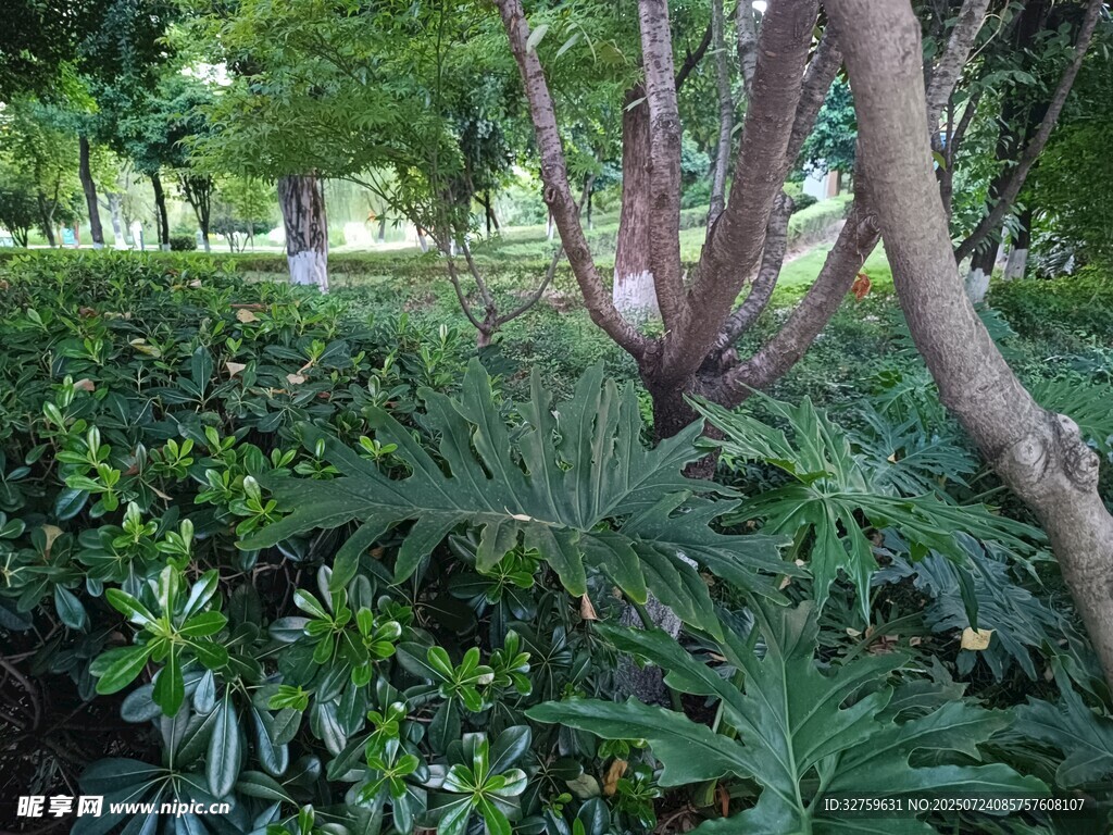 繁茂绿植中的奇特树木