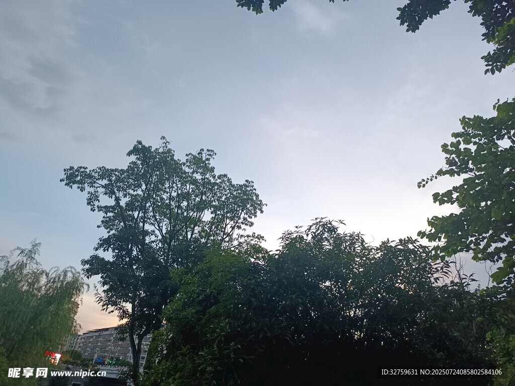 黄昏下的繁茂树林