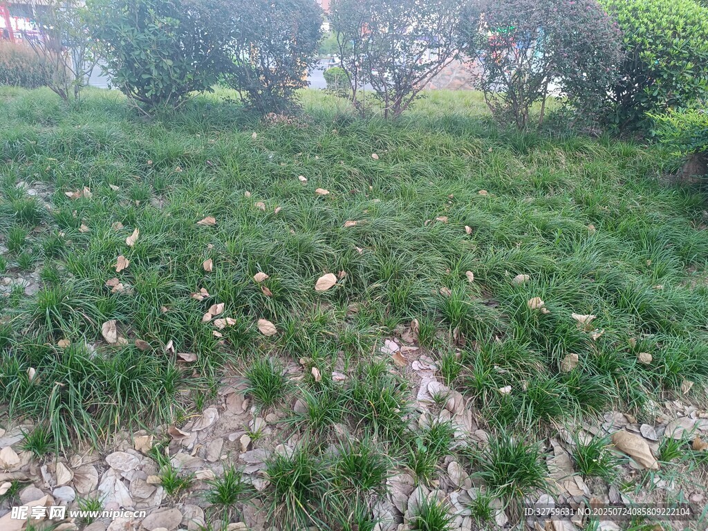 绿意盎然的草地景观