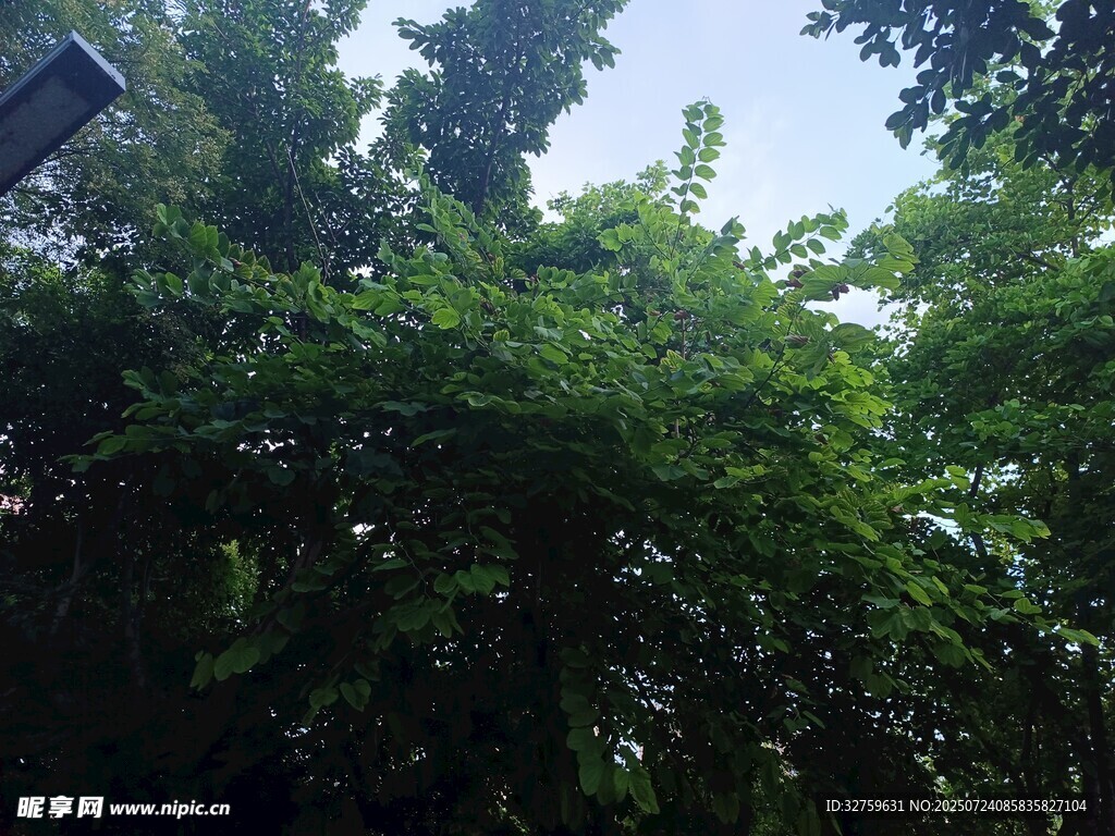 繁茂绿树
