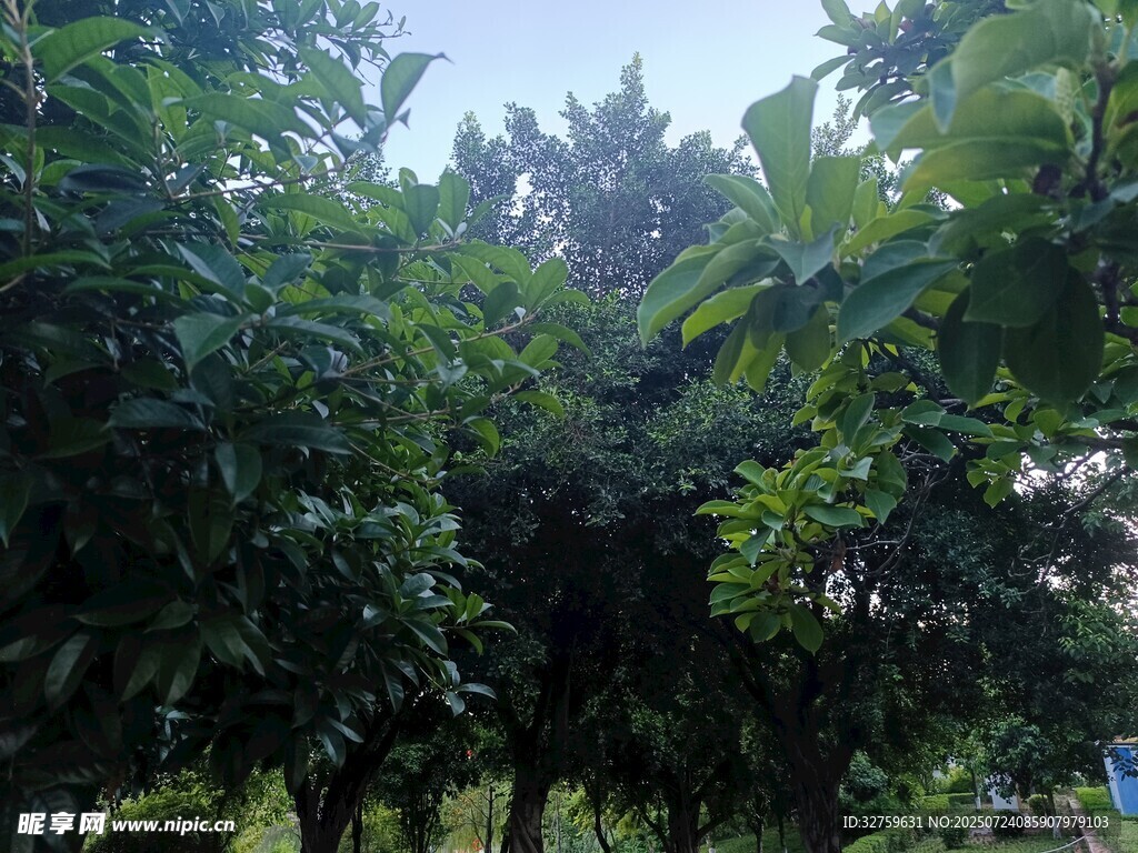 繁茂树林绿意盎然