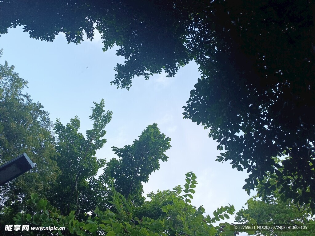 仰视繁茂绿树与蓝天