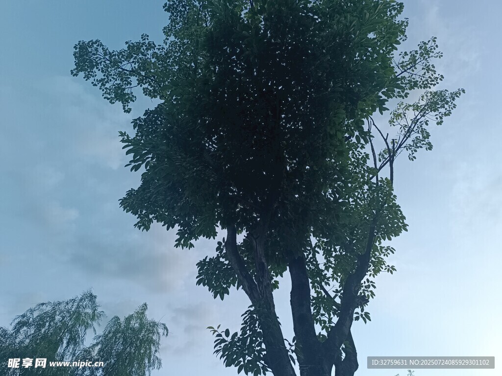 挺拔大树