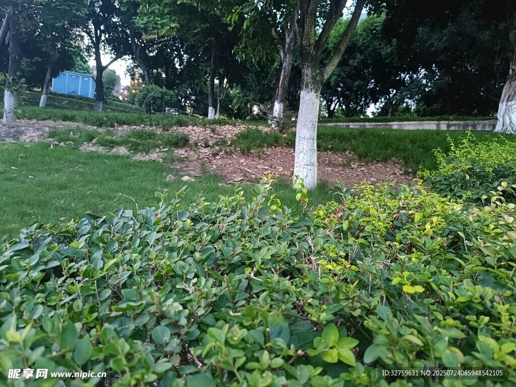 绿意盎然的园林植物景观