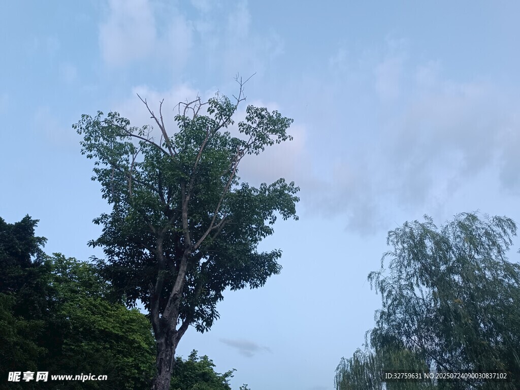 蓝天绿树风景图