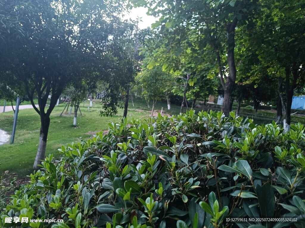 绿意盎然的公园景观