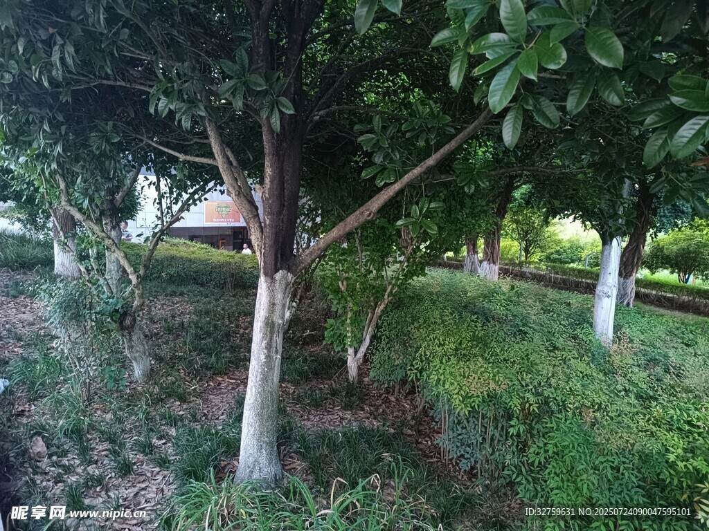 果园绿树与繁茂植被景观