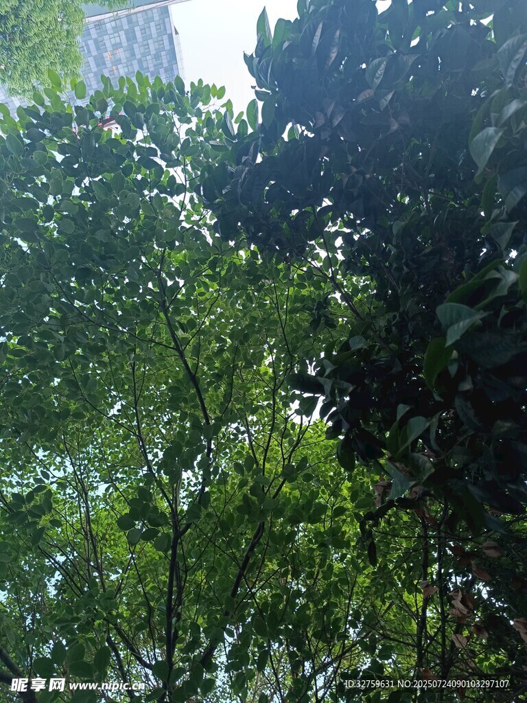 繁茂绿植展现自然生机