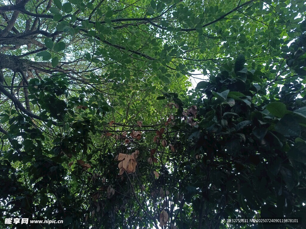 茂密树林中的繁茂枝叶