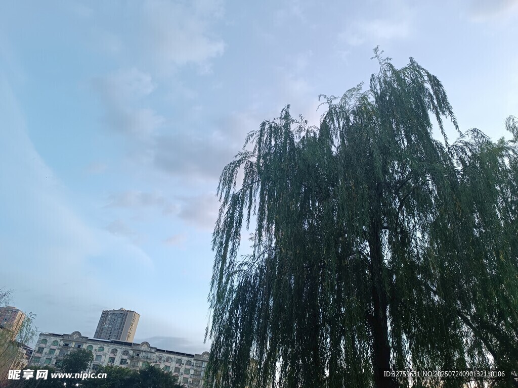 垂柳映蓝天
