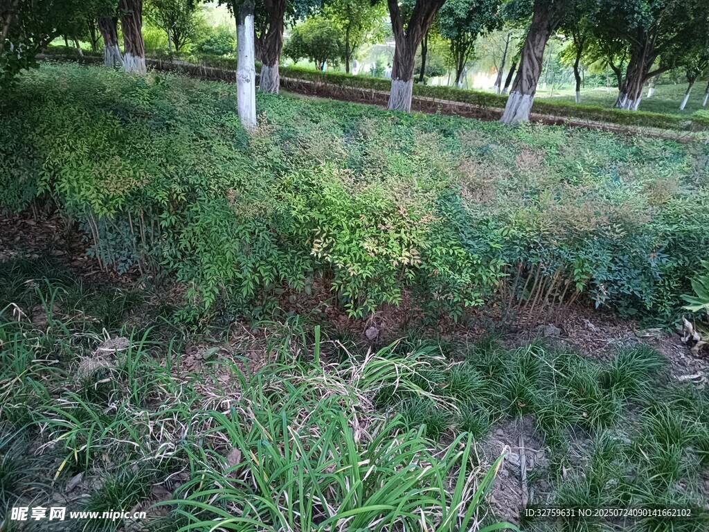绿意盎然的林间草地
