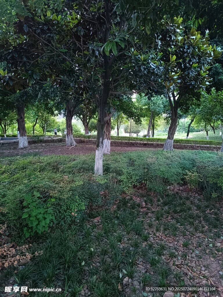 林间草地风景