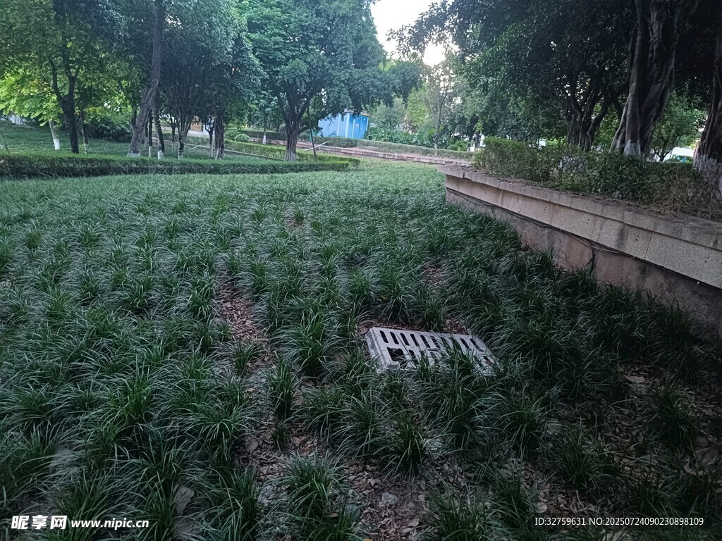 绿意盎然的户外草坪景观