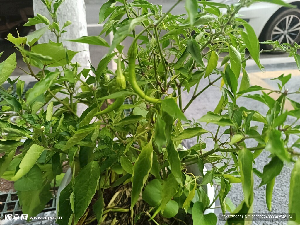 翠绿茂盛的盆栽植物