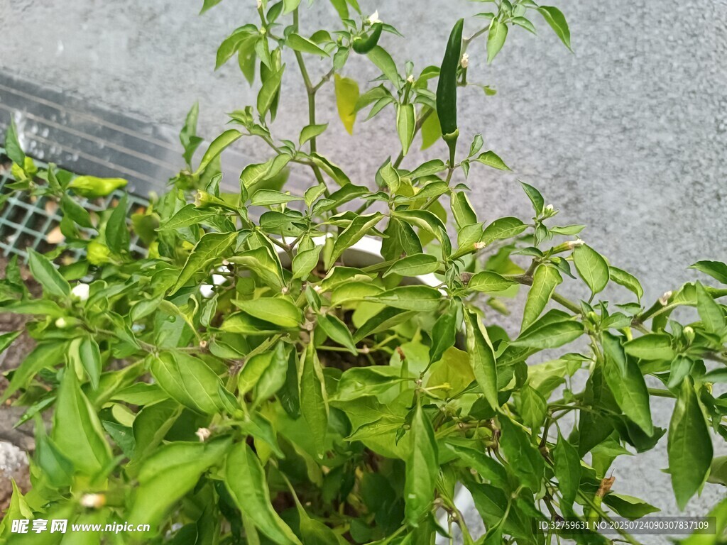 生机勃勃的绿色植物