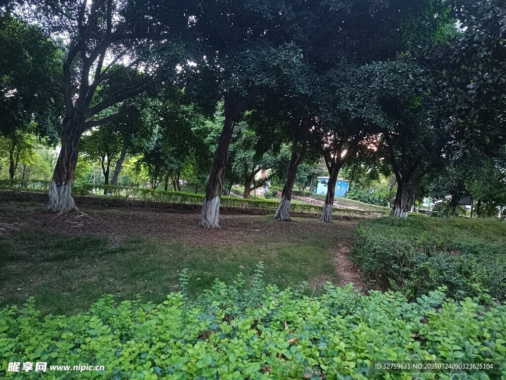 绿意盎然的树林景观