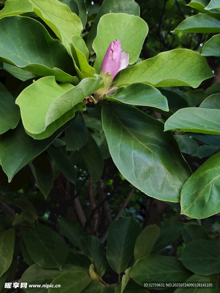 绿叶间的粉艳花朵