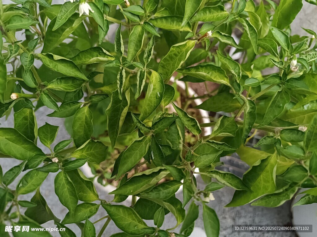 绿叶间绽放的白色小花