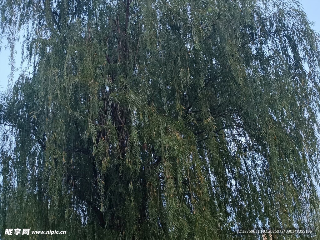 垂柳依依