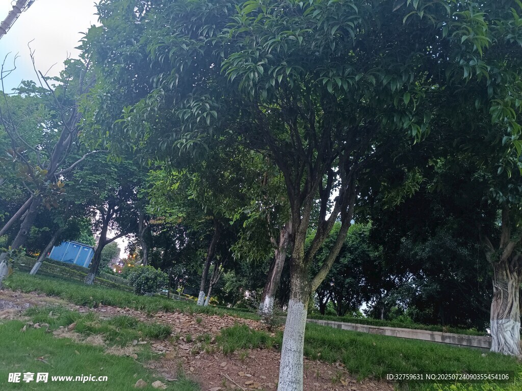 绿树成荫的公园景致