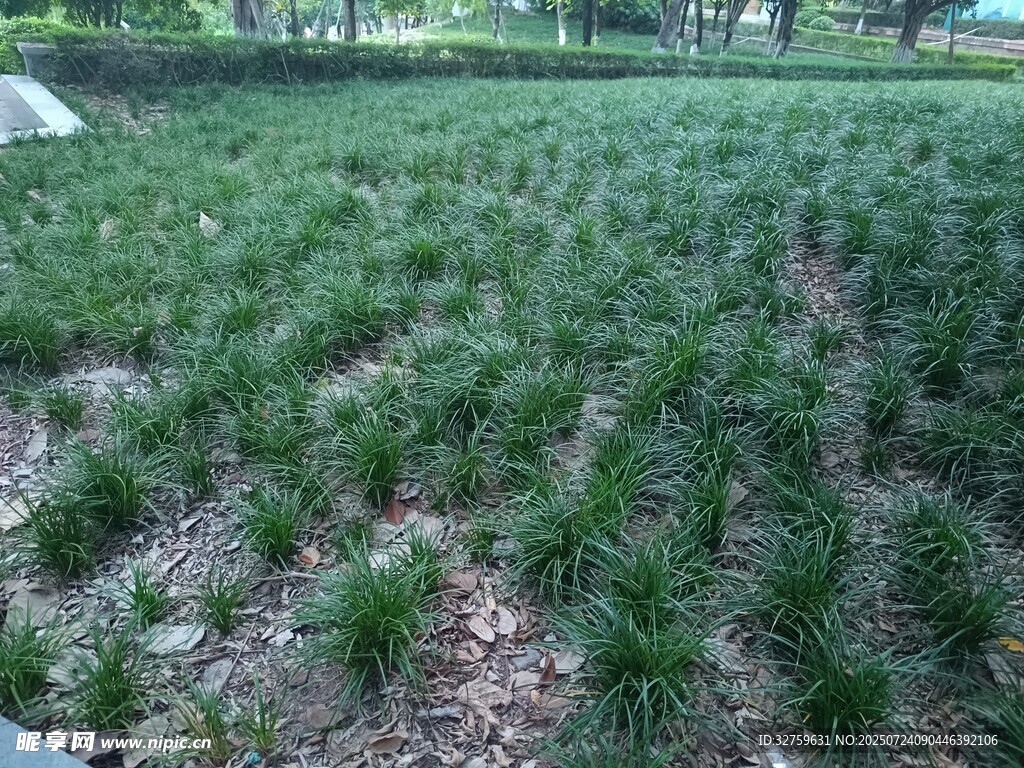 翠绿草坪