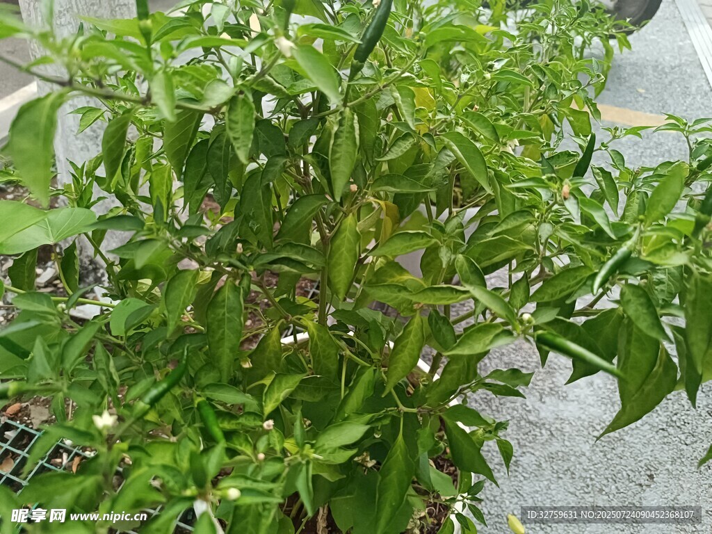 绿叶繁茂的植物