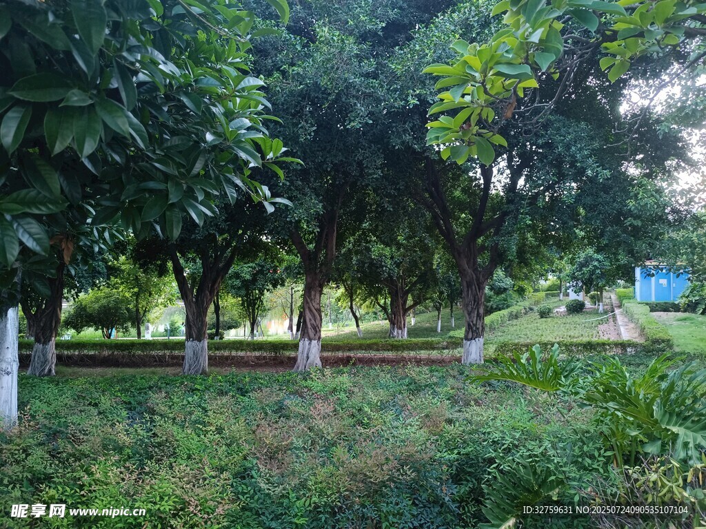 绿树成荫的户外自然场景