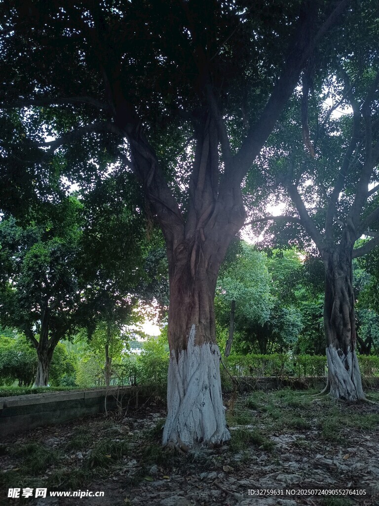 林间粗壮大树