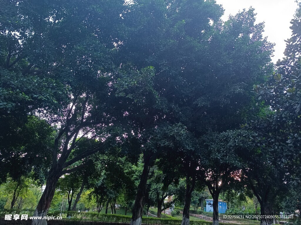 公园繁茂绿树景致