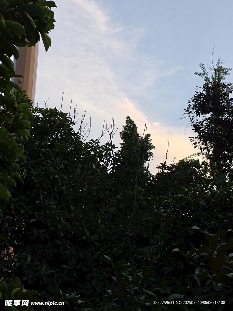 树梢间的天空与云朵