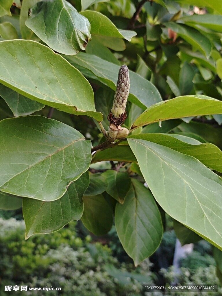 绿叶间的植物花苞