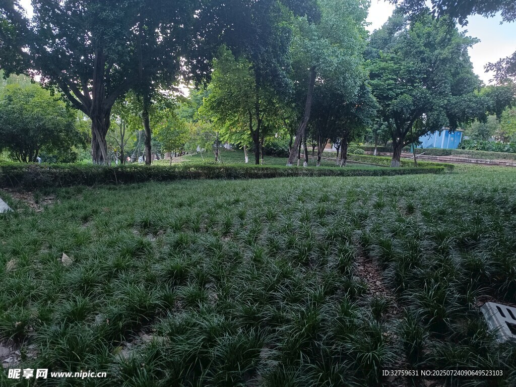绿意盎然的户外草地景观