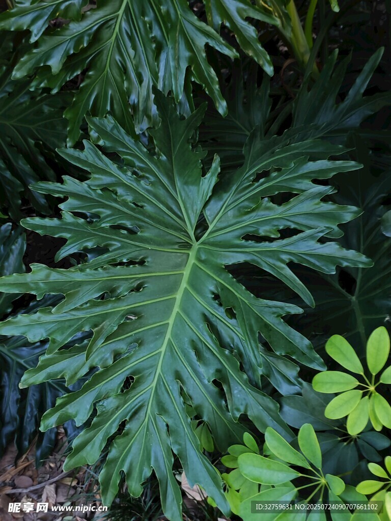 大型羽状绿植特写