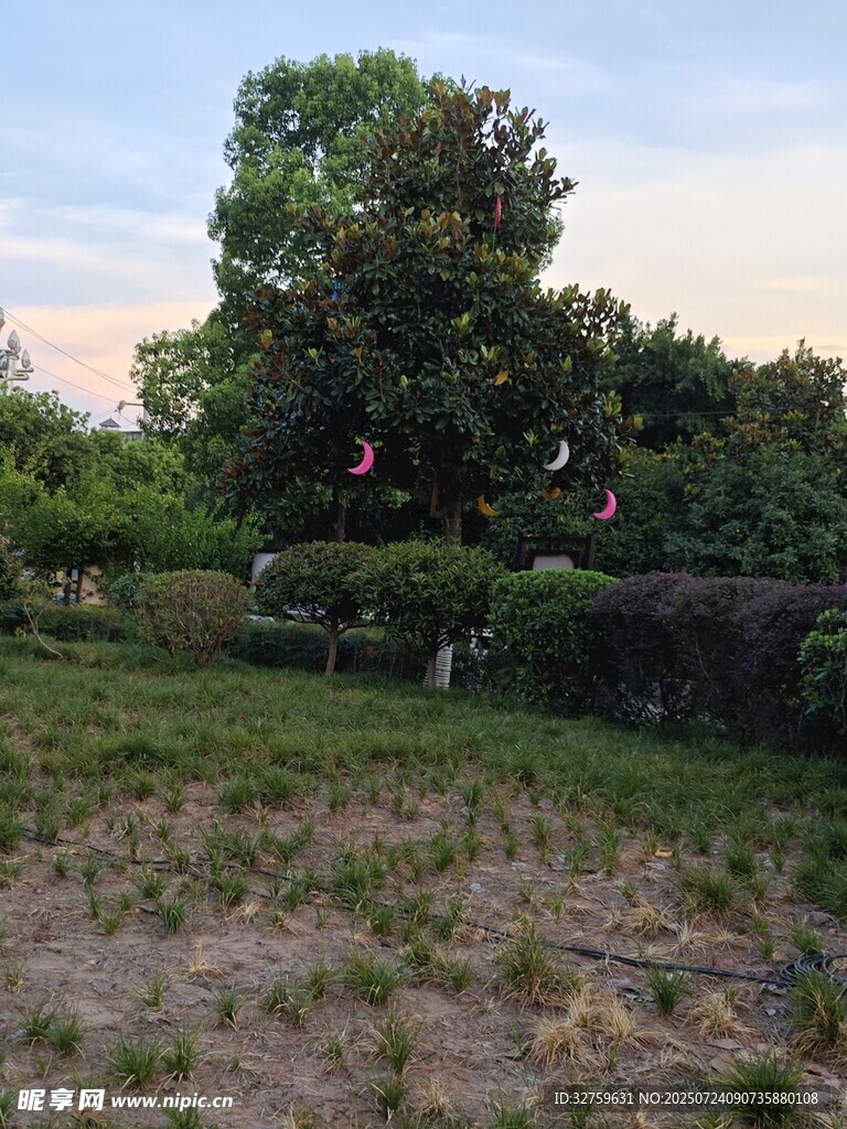 黄昏下的静谧草地与树木