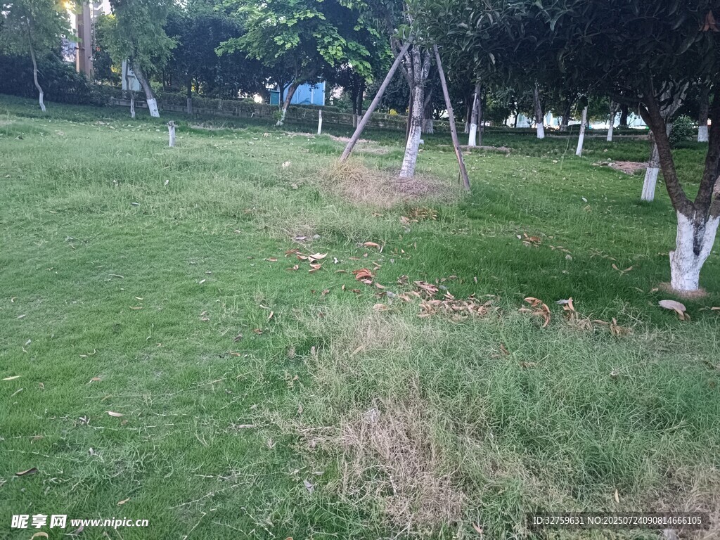 户外草地树木风景图