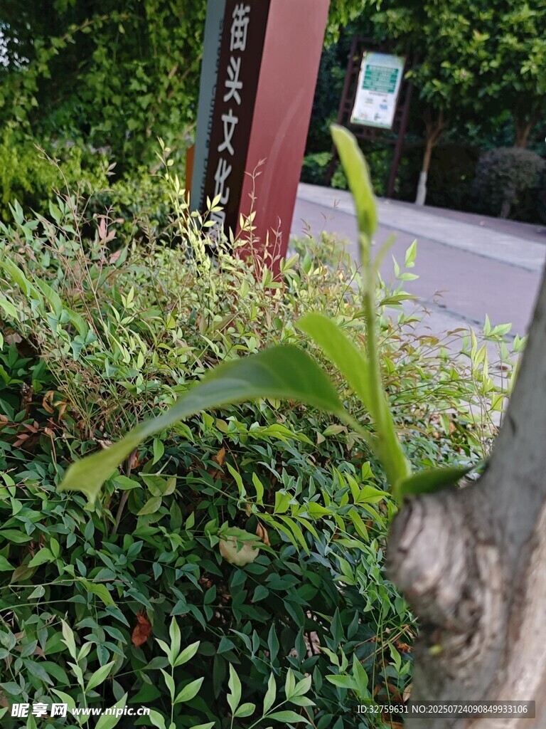 路边绿植中的挺拔植物