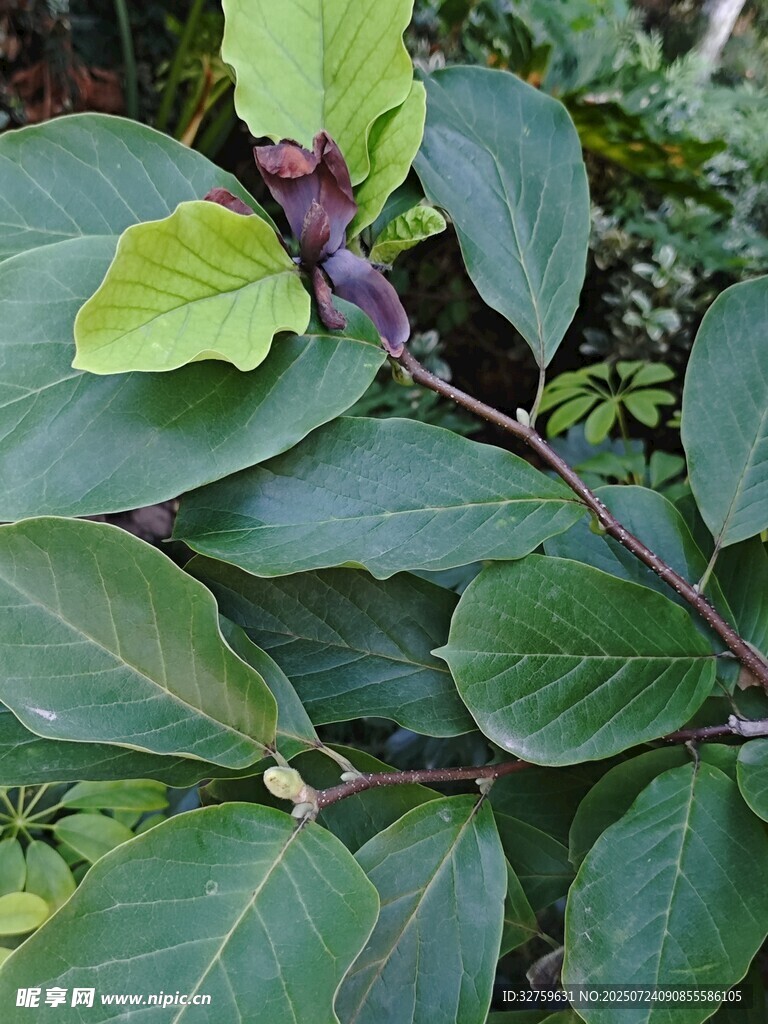 绿叶繁茂的植物特写