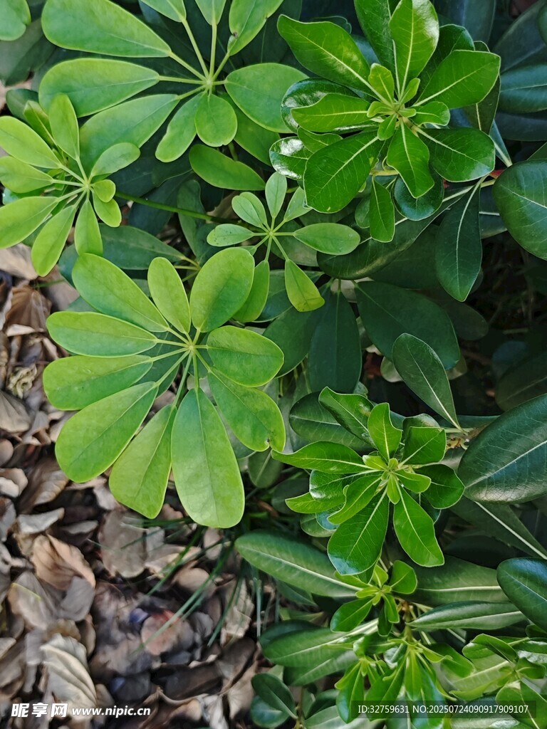 绿叶繁茂的地面植物