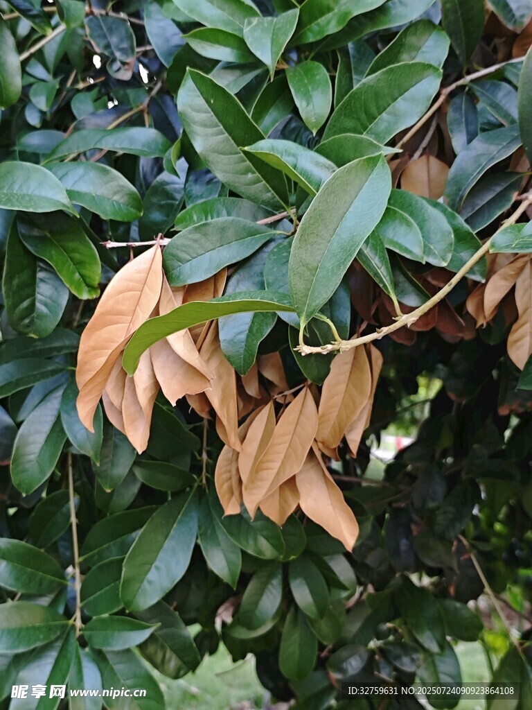 绿叶间的枯黄凋零叶片