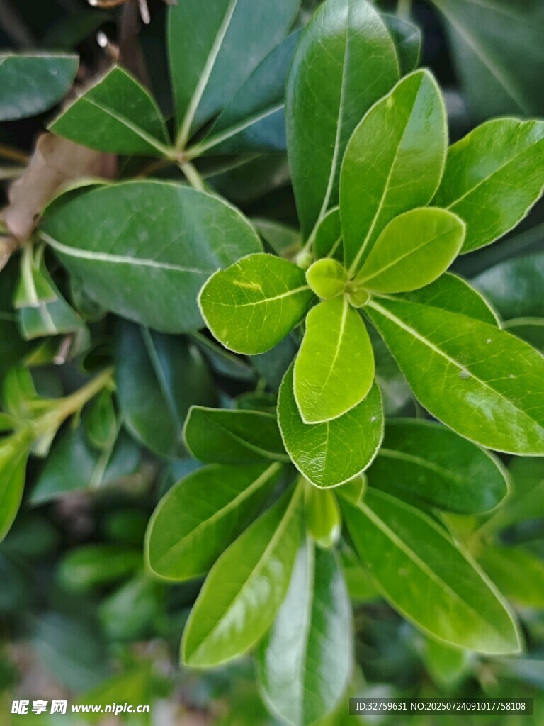 翠绿叶片特写