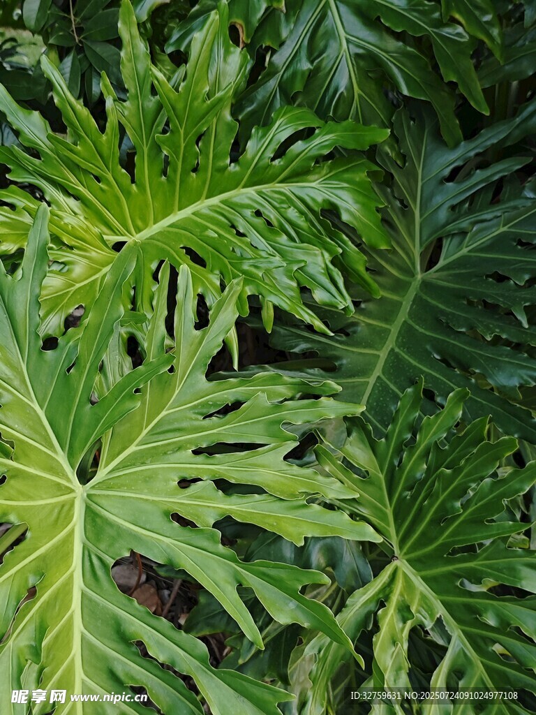 热带阔叶植物特写