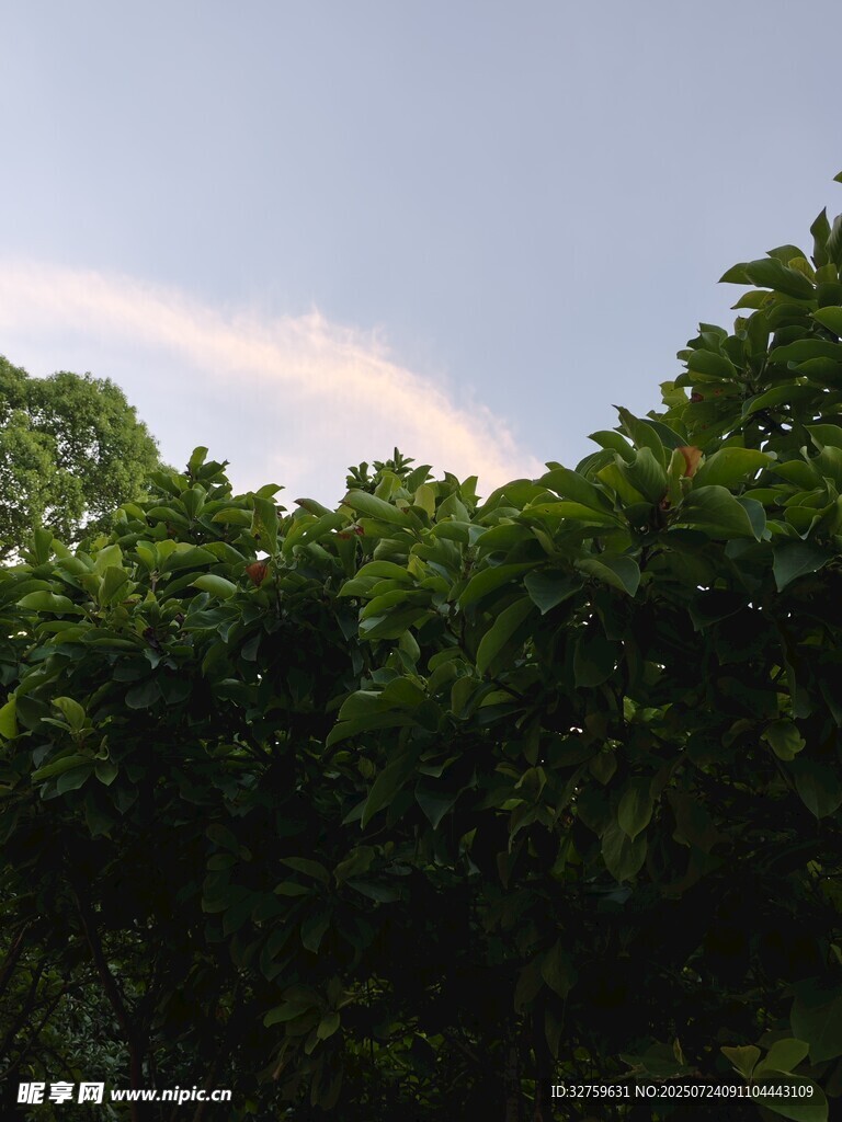 树梢上方的绚丽彩云