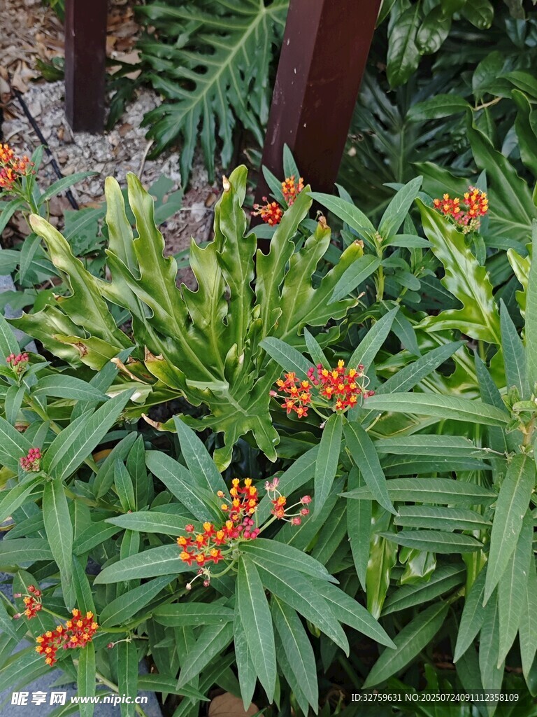 绿叶丛中艳红花朵绽放