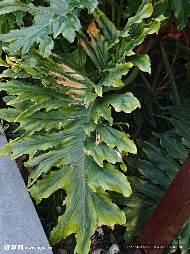 独特造型的绿色海芋植物