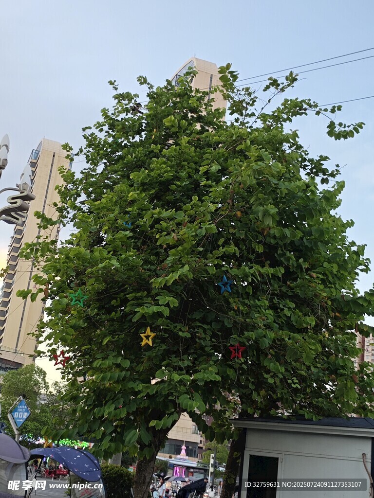 城市中茂盛的大树