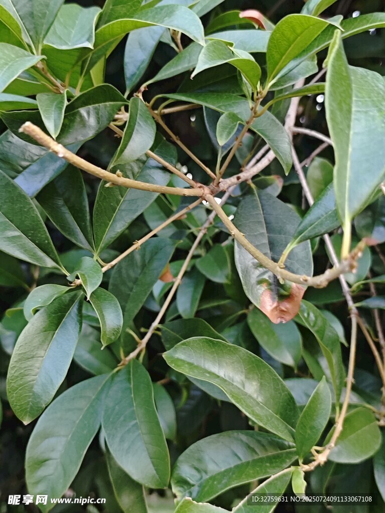 绿叶丛中的植物细节