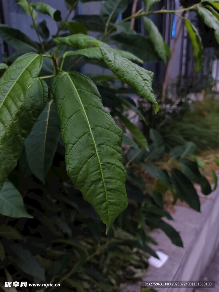 绿叶繁茂的植物特写