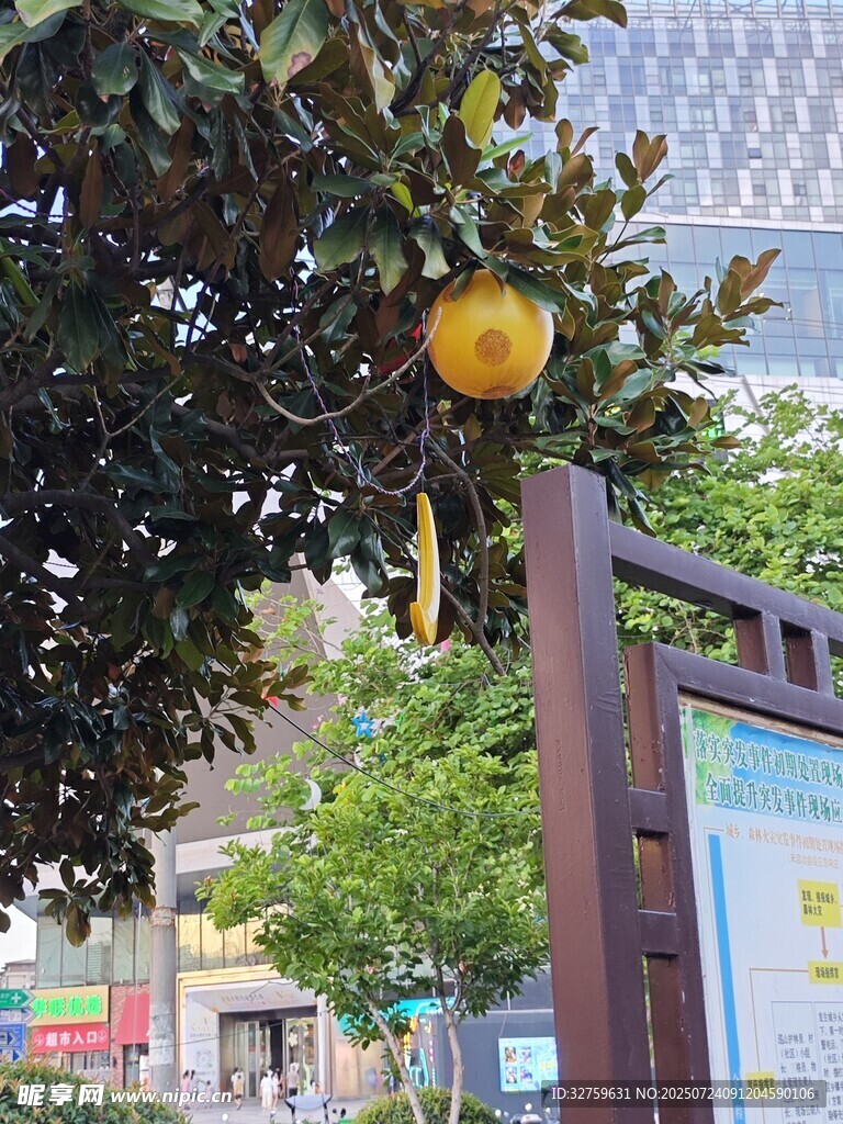 树上黄果与街边指示牌